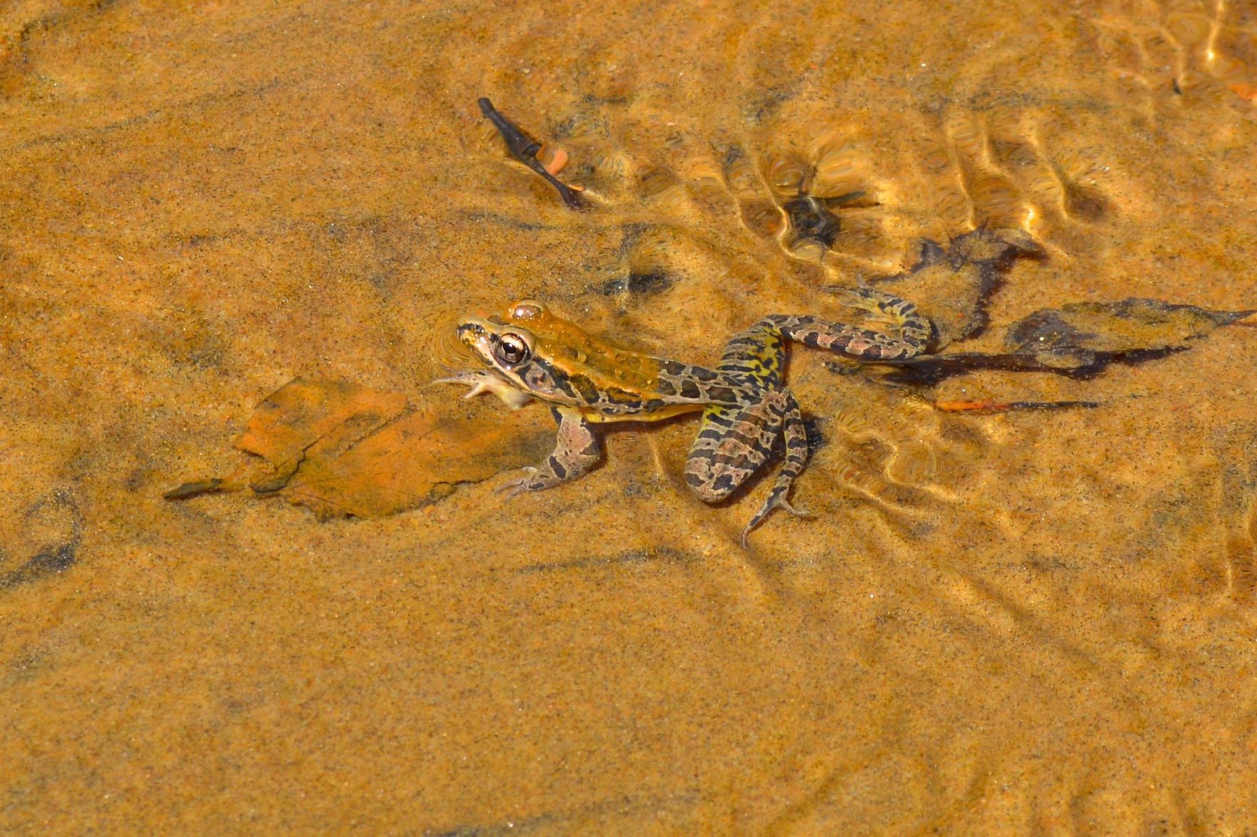 ShoreRivers offers look at stream restoration projects